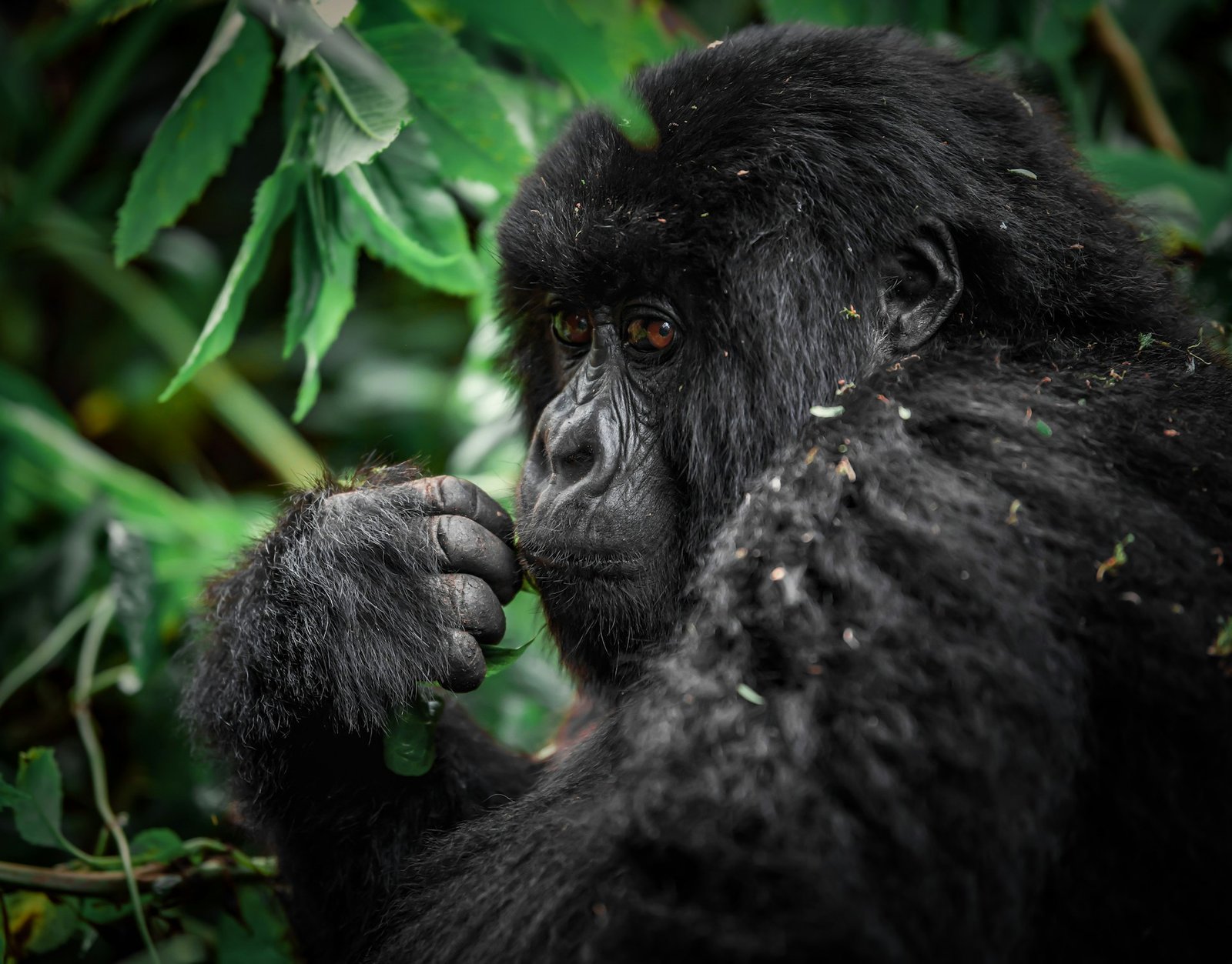 Mountain Gorilla Trekking in Uganda